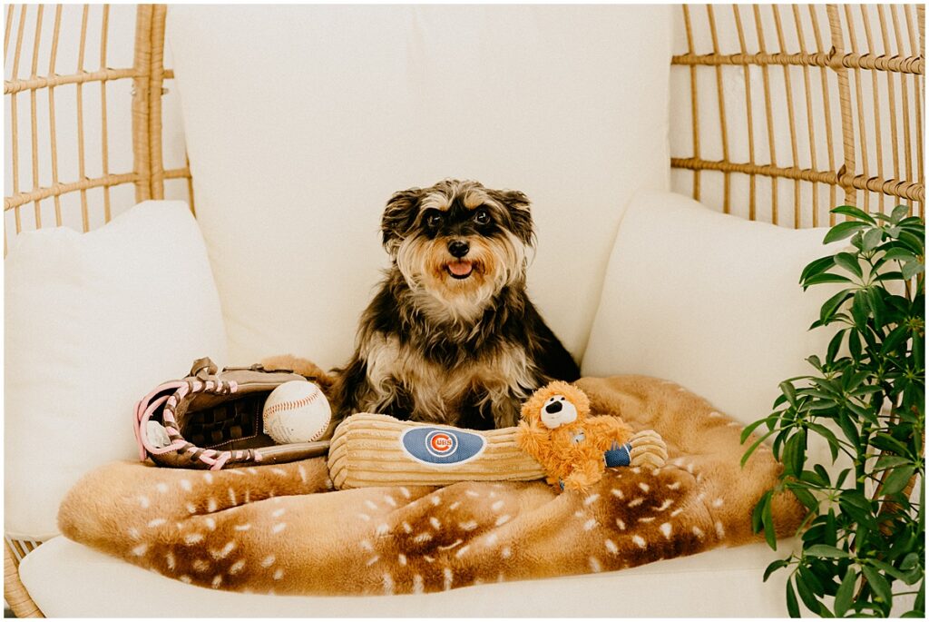 little yorkie dog