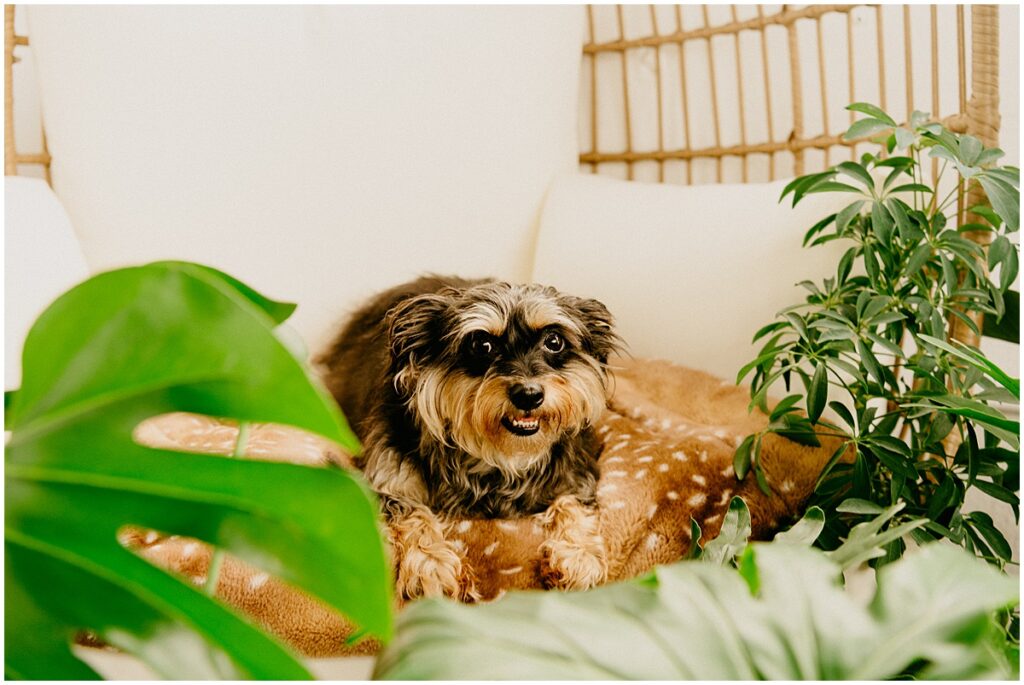 dog in chair
