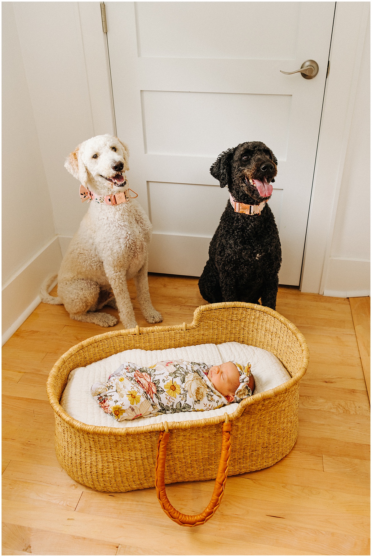 baby in basket with 2 poodle dogs