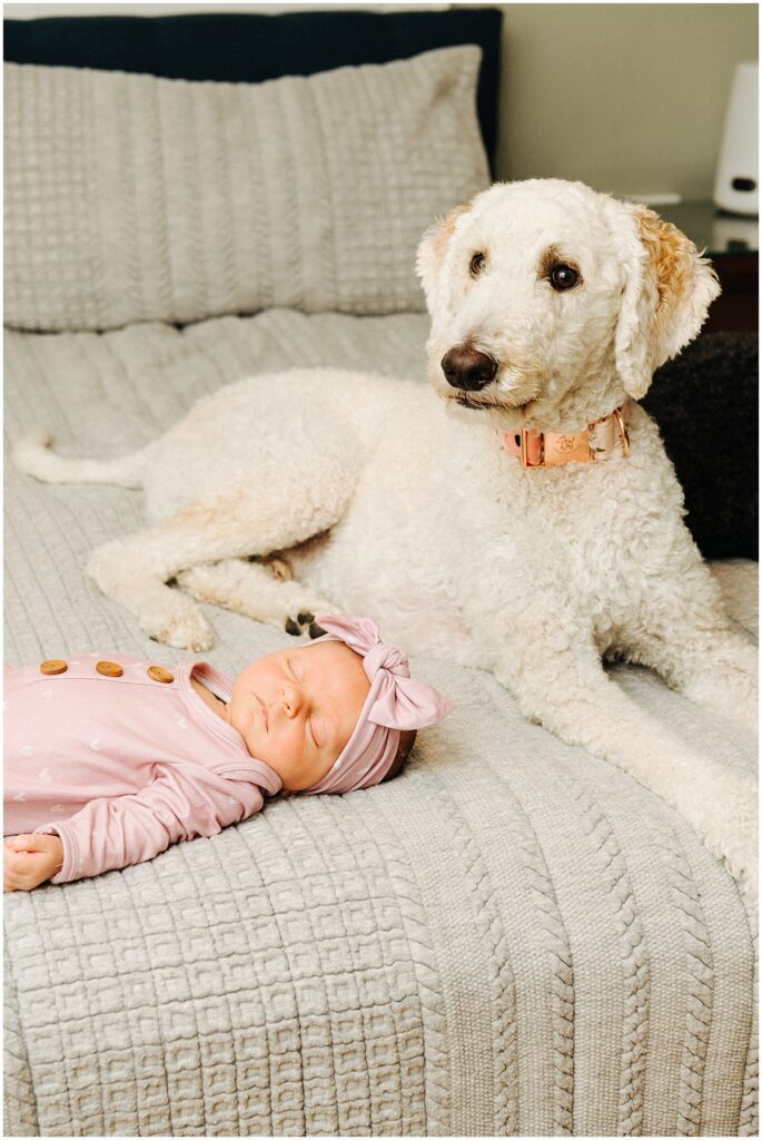 newborn baby with white poodle