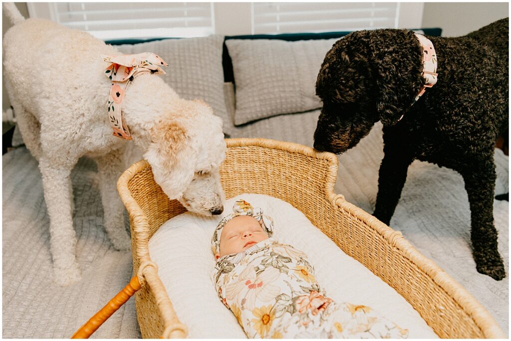 baby with two dogs
