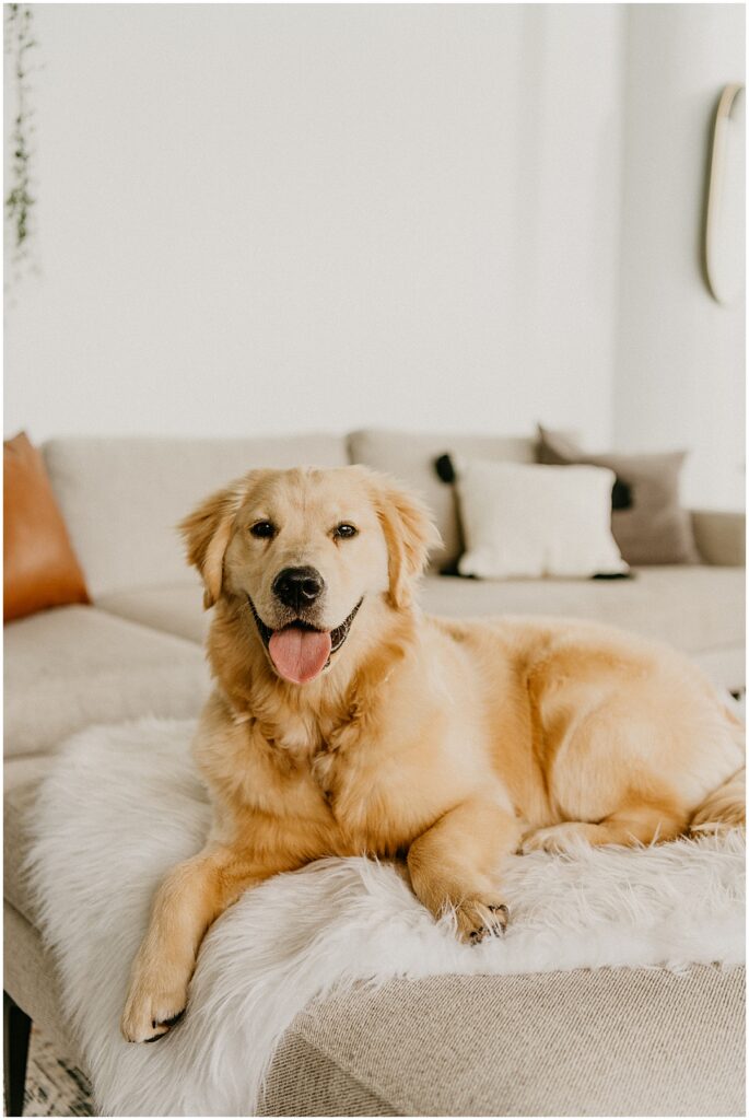 golden retriever on couch