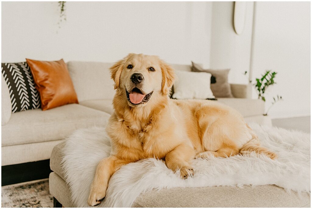 golden retriever on couch