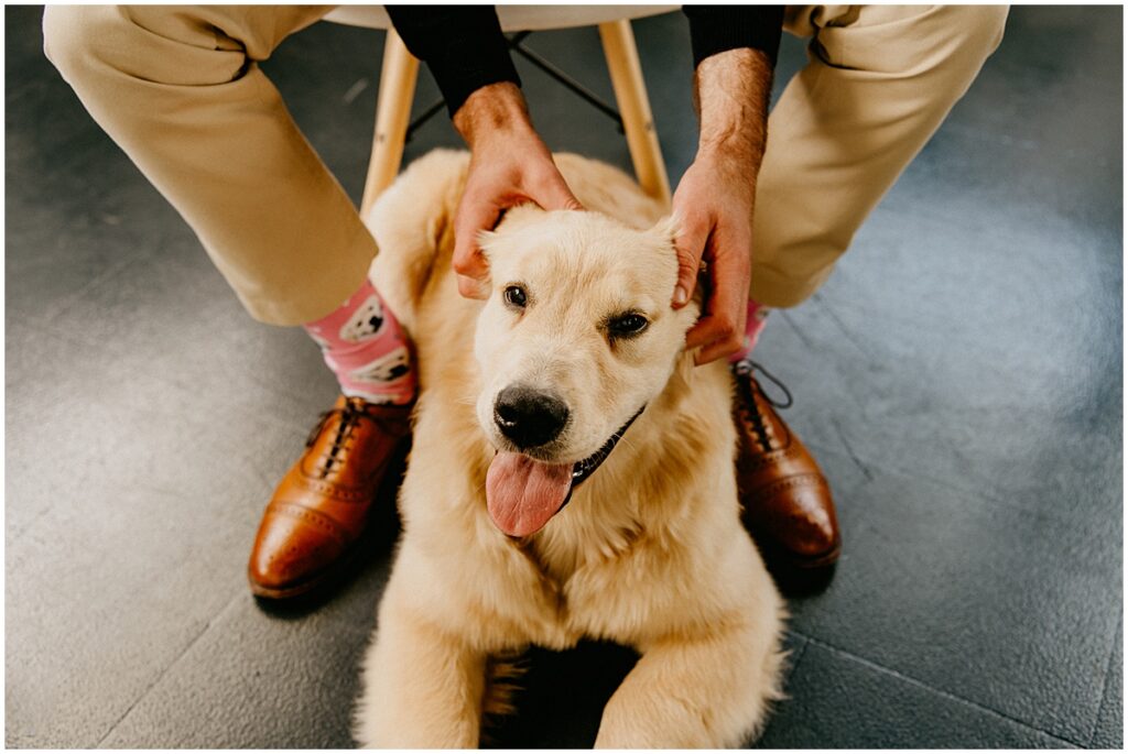 puppy getting pet by owner on the ears