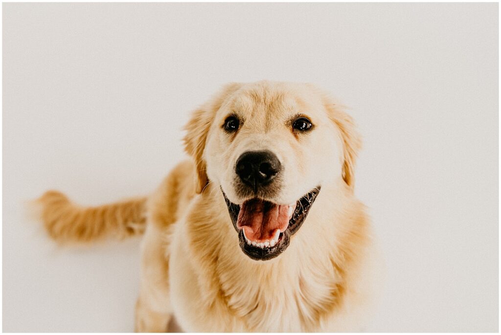 golden retriever puppy smiling