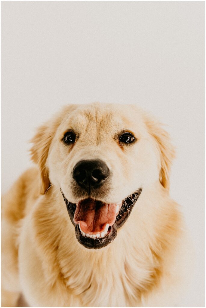 golden retriever puppy smiling