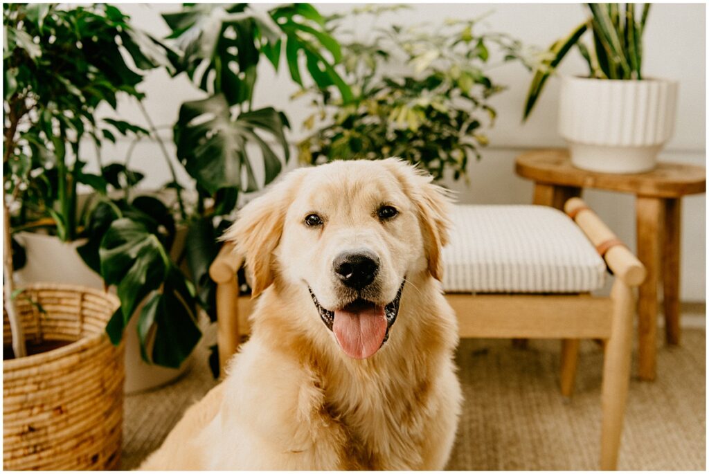 golden retriever near plants