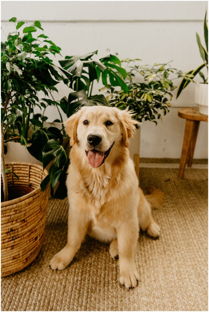 golden retriever puppy near plants