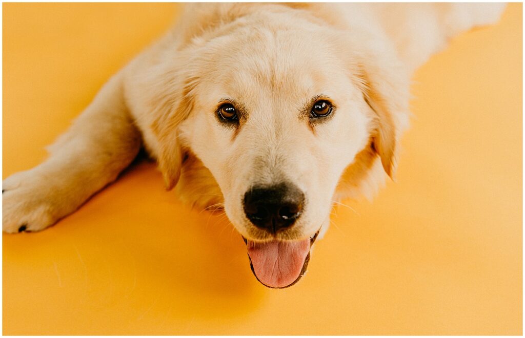 dog on yellow looking at camera with tongue out