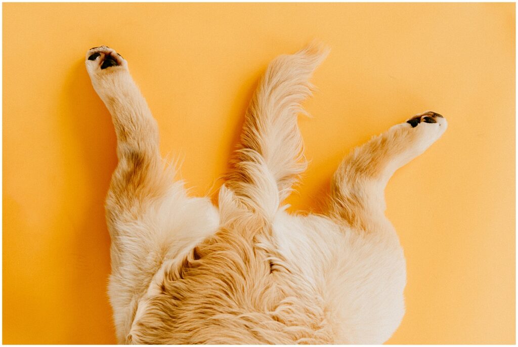 puppy tail and and paws
