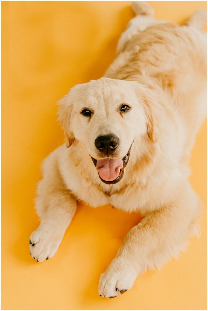 dog on yellow looking at camera