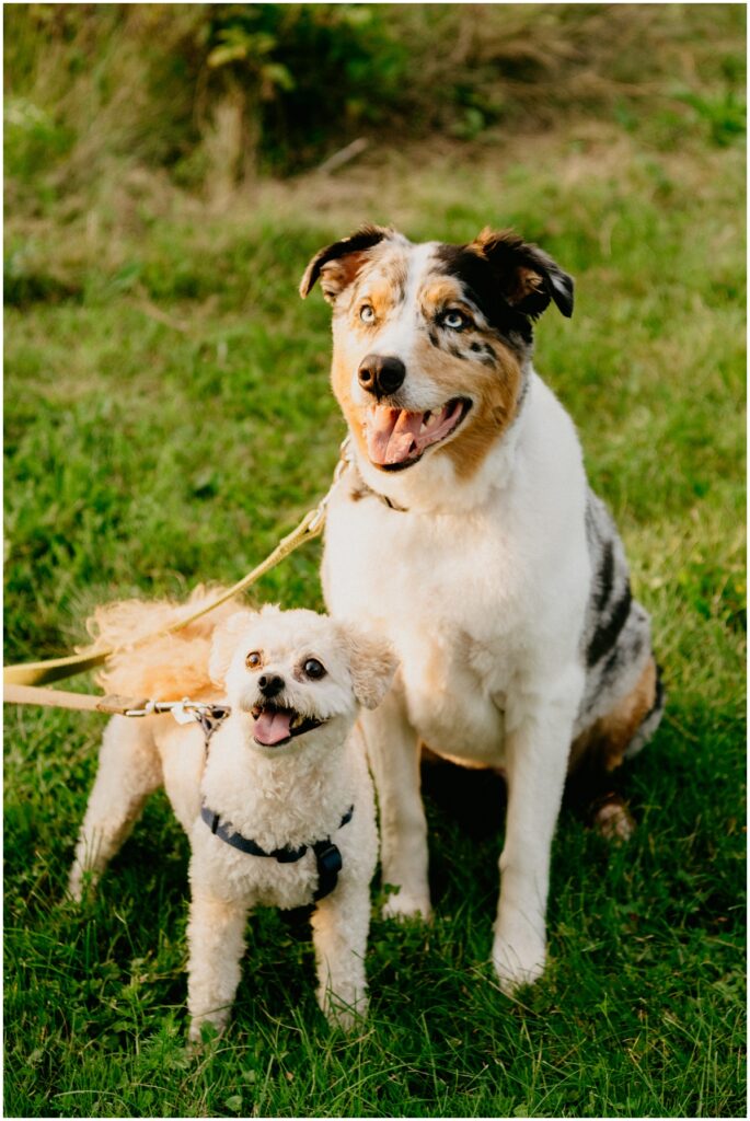 two dogs looking at camera