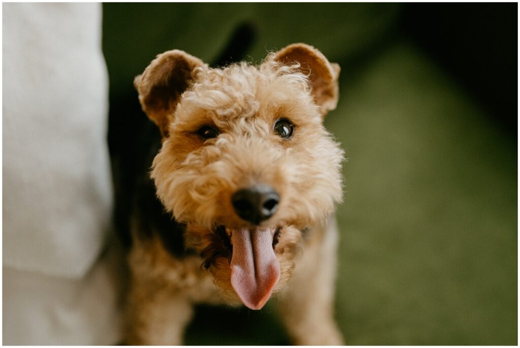 fluffy dog with tongue out