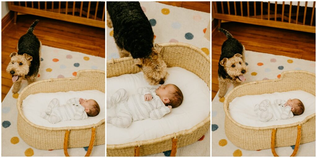 dog sniffing baby in a basket