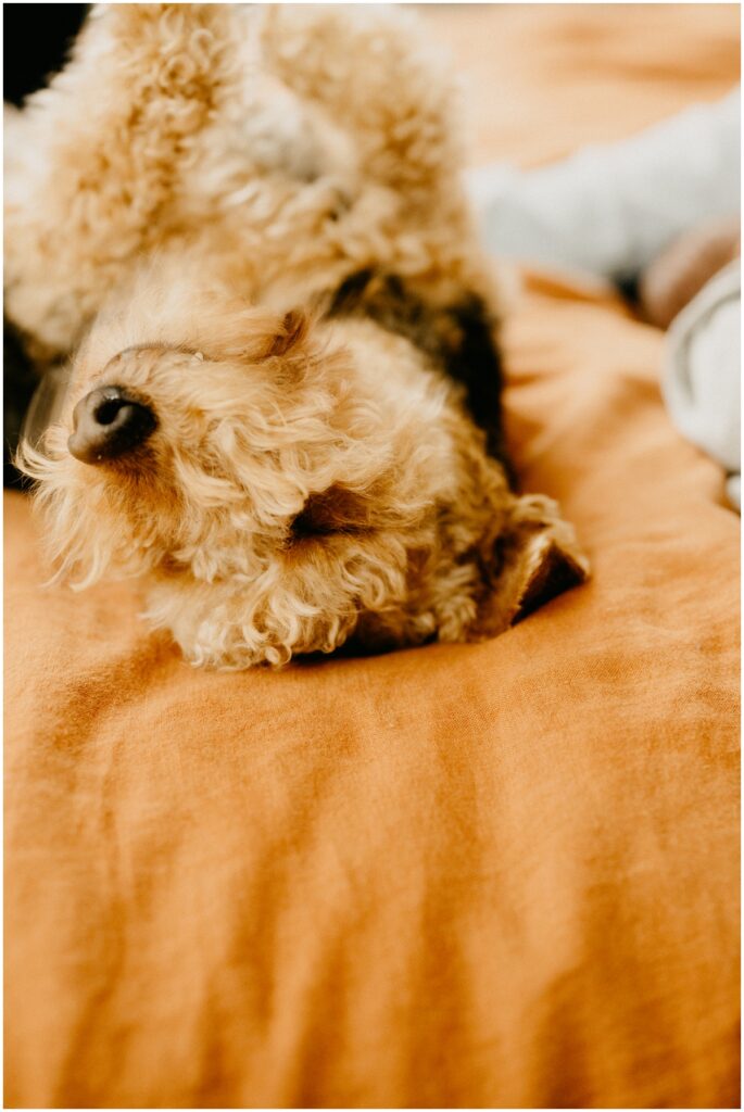 dog laying on bed