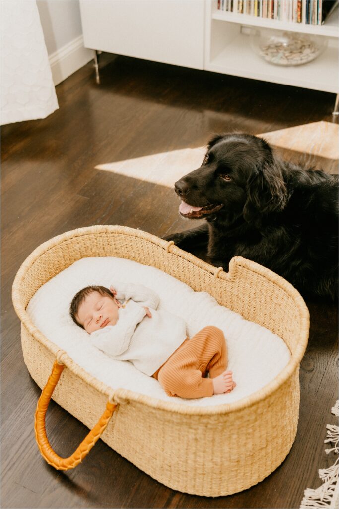 newborn baby in a basket with a dog nearby