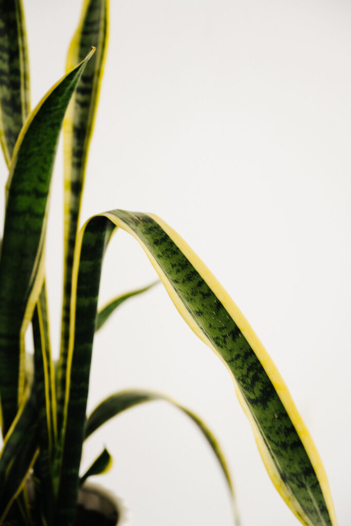 snake plant leaves