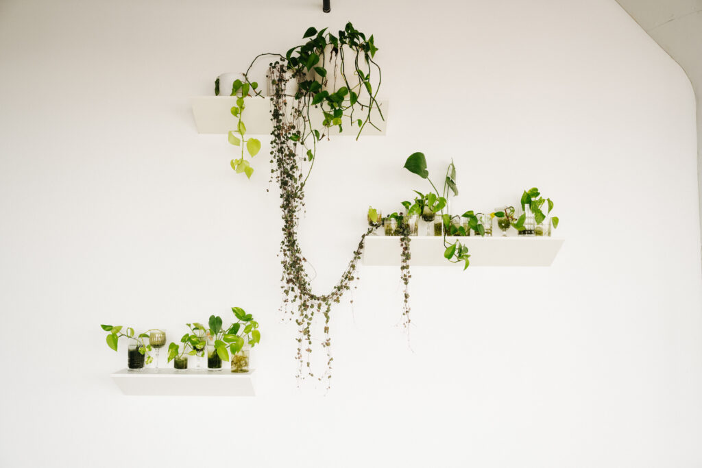 decorative plant wall