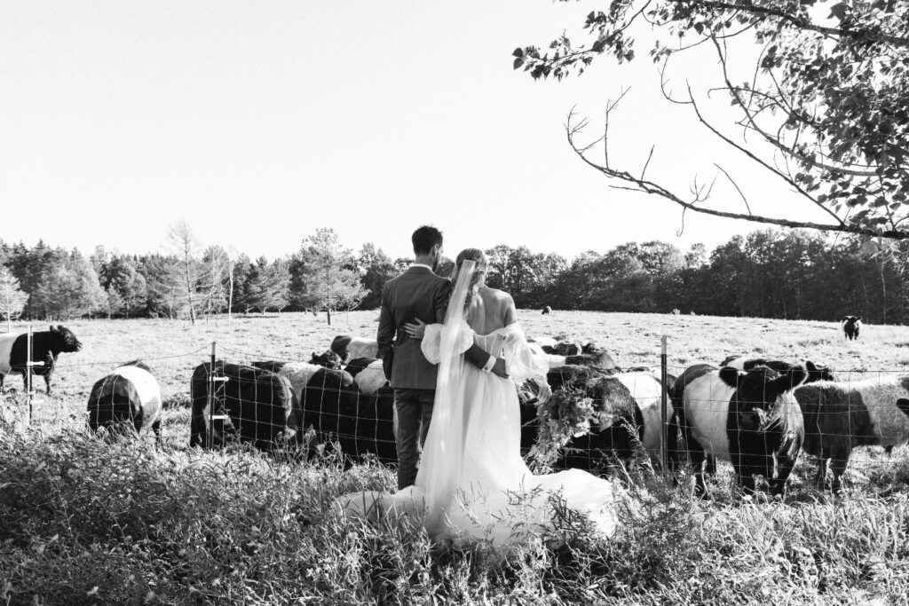 black and white bride and groom with cows
