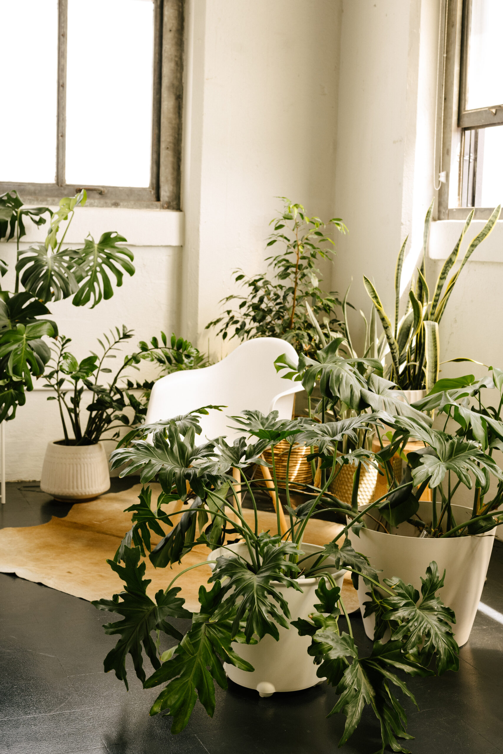 corner room filled with plants