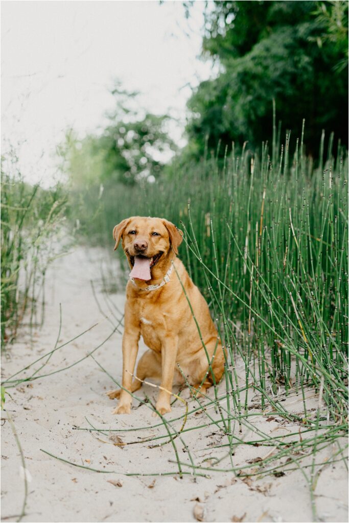 a yellow lab at the beach