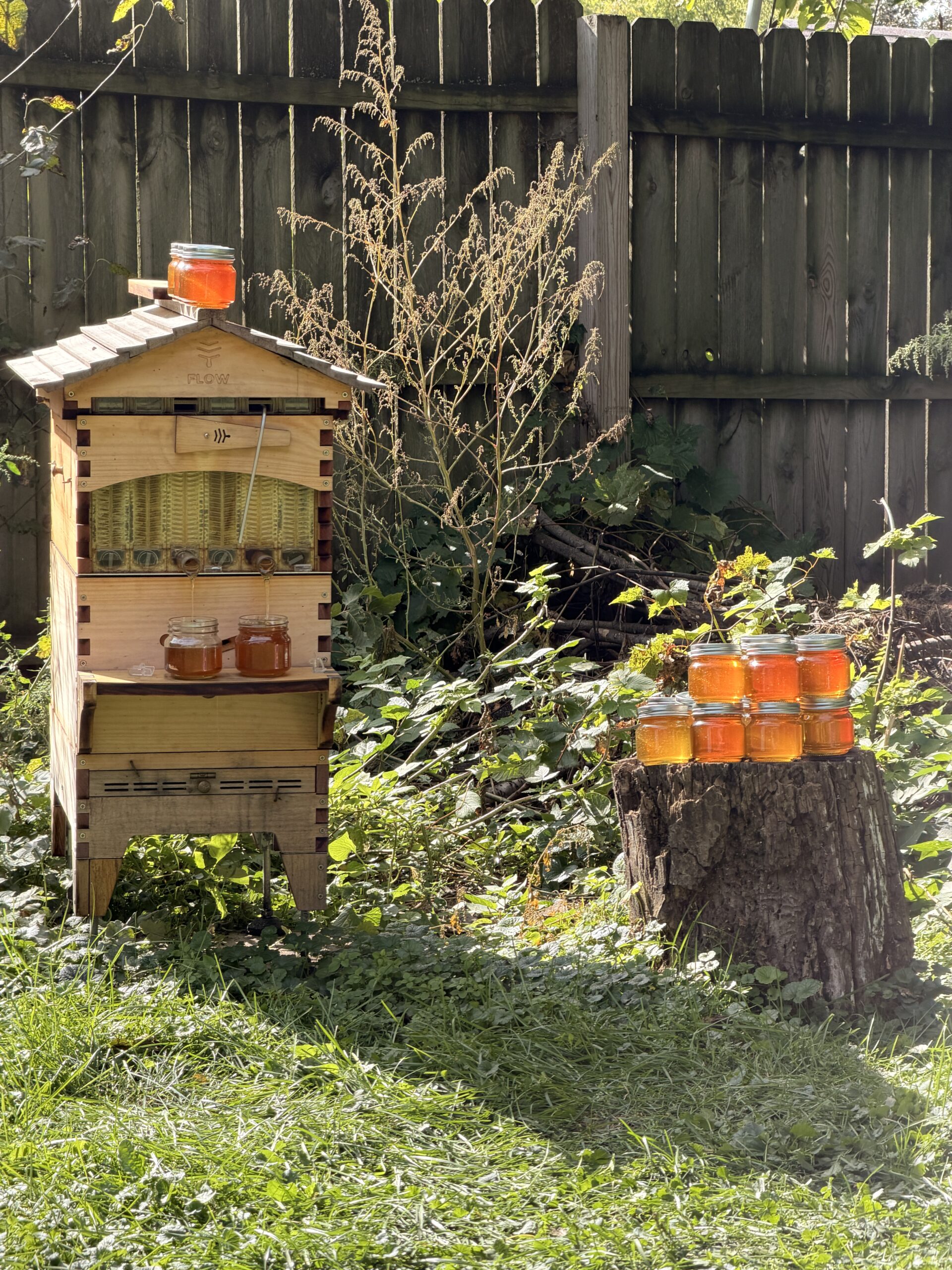 flow hive honey bees