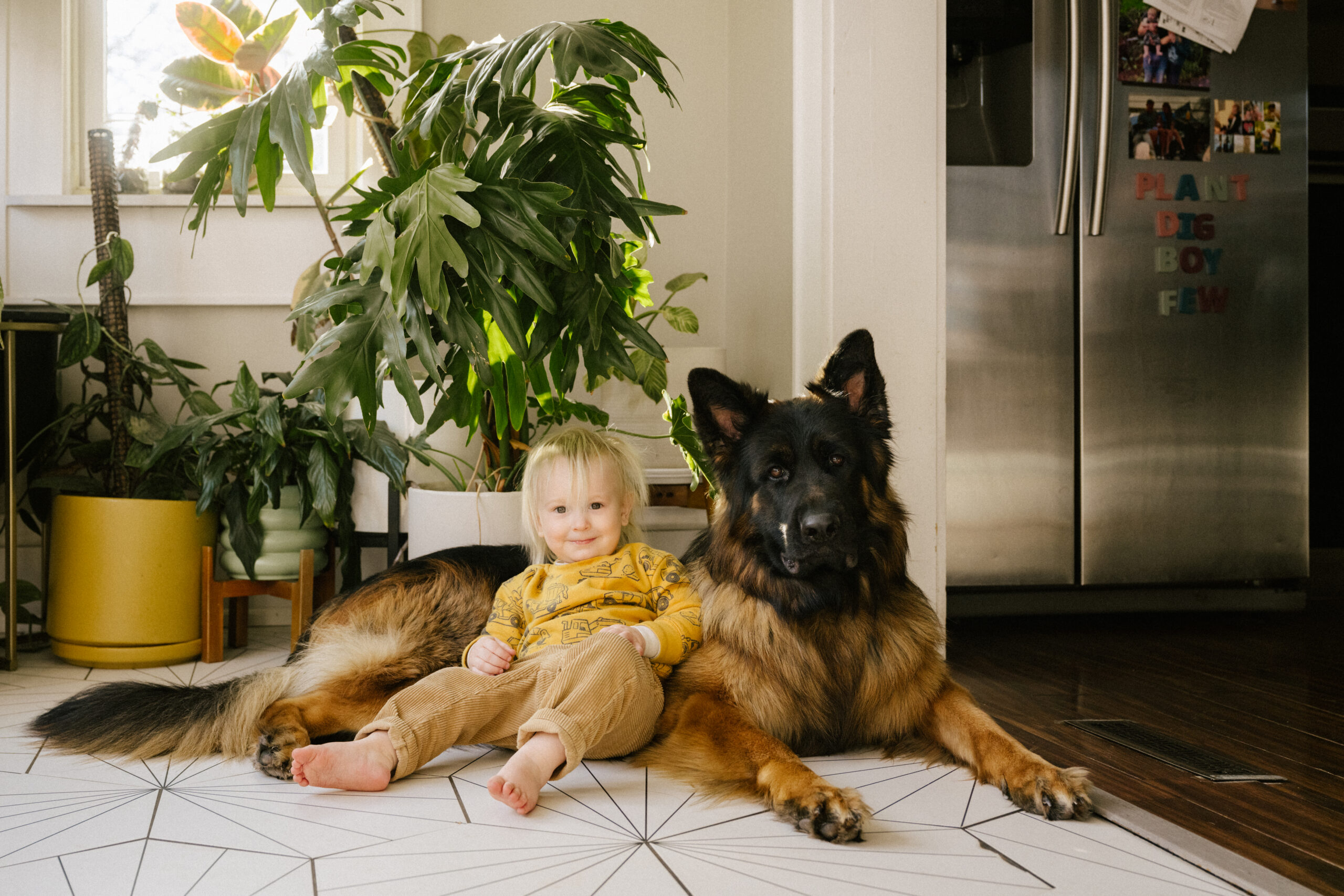 dog and german shepherd in sun room together